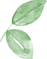 Green Leaf Watercolor Illustration